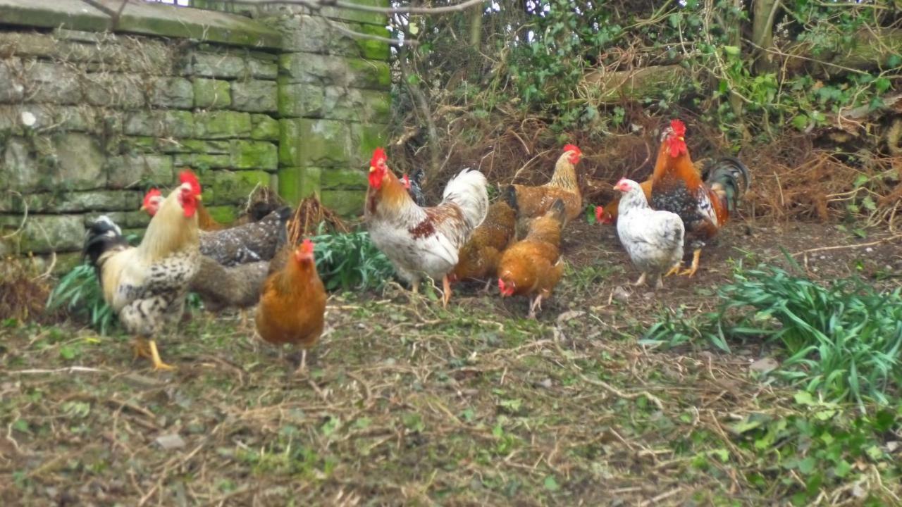 Appartamento Glanwye Hay-On-Wye Esterno foto