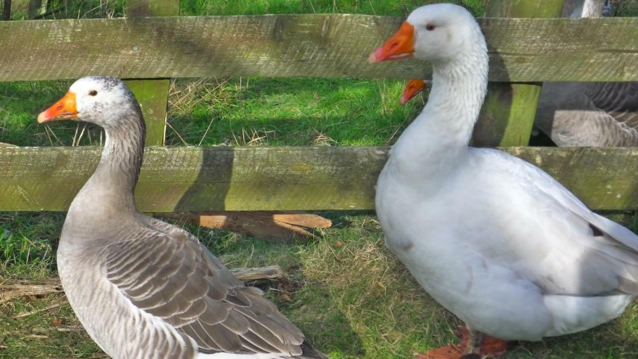 Appartamento Glanwye Hay-On-Wye Esterno foto